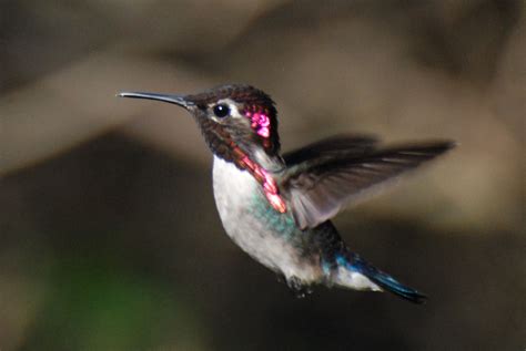 Bee Hummingbird | Bee hummingbird, Hummingbird, Bee