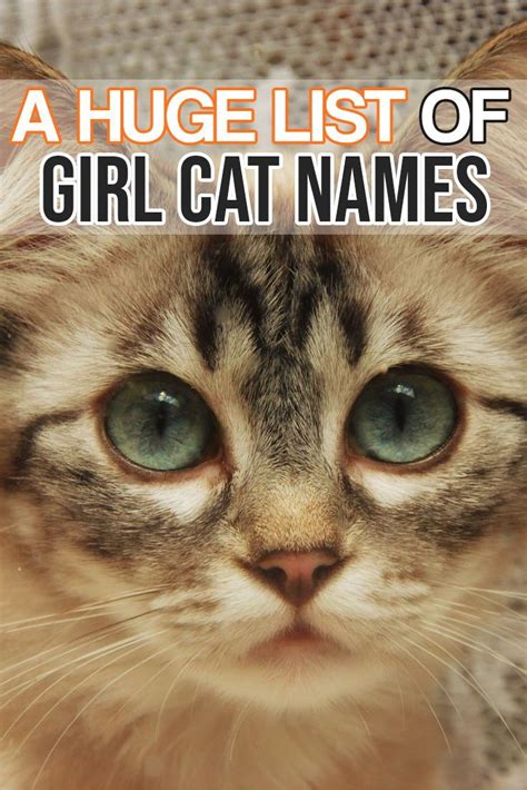 Here is a huge list of girl cat names for your amazing girl kitty cat! Kitten Names Girl, Grey ...