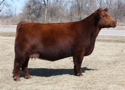 Shorthorn | Show cattle, Show cows, Cow calf