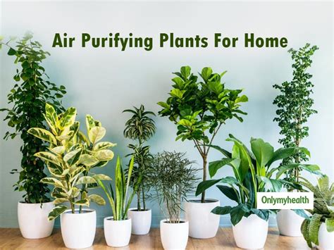 7 Air-Purifying Houseplants To Clean The Air Inside Your Home ...