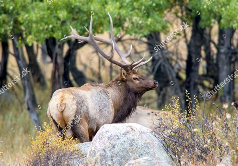 Bull Elk During Their Annual Mating Editorial Stock Photo - Stock Image | Shutterstock