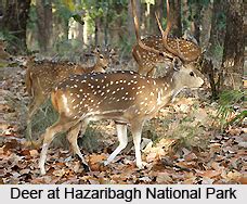 Wildlife Sanctuaries of Jharkhand