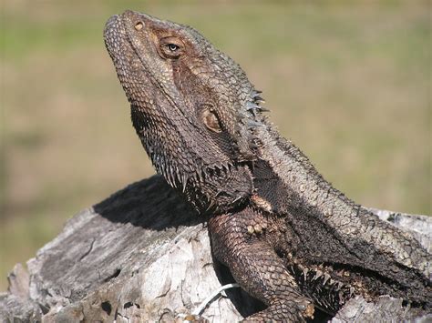 Pogona barbata (Eastern Bearded Dragon) | Eastern bearded Dr… | Flickr