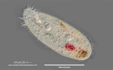 Photographing Ciliates - The Canadian Nature Photographer