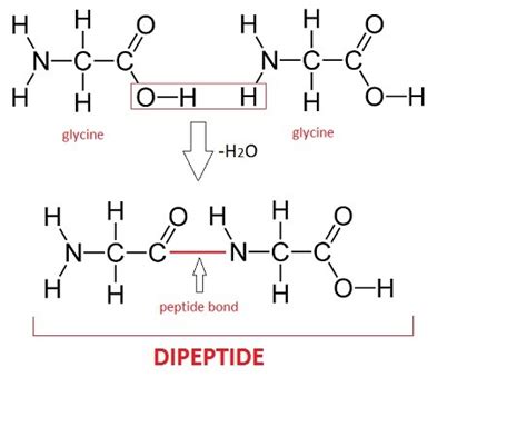 How many water molecules would be produced from the dehydration reactions associated with making ...