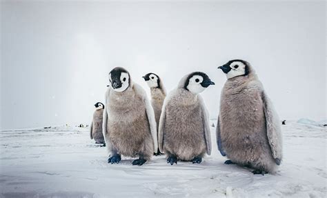 Baby Penguins Cuddling