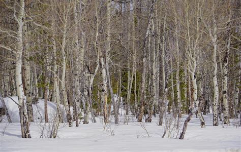 Aspen Grove in Winter by snowblaze