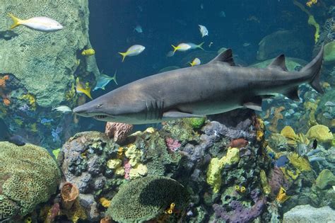 4 Reasons We Love the Tennessee Aquarium – Atlanta Parent