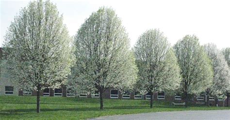 LET'S GROW: Cleveland pear trees are best for driveways