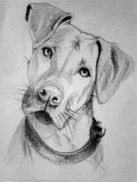 Dog sketch | Animal drawings sketches, Dog sketch, Realistic animal ...