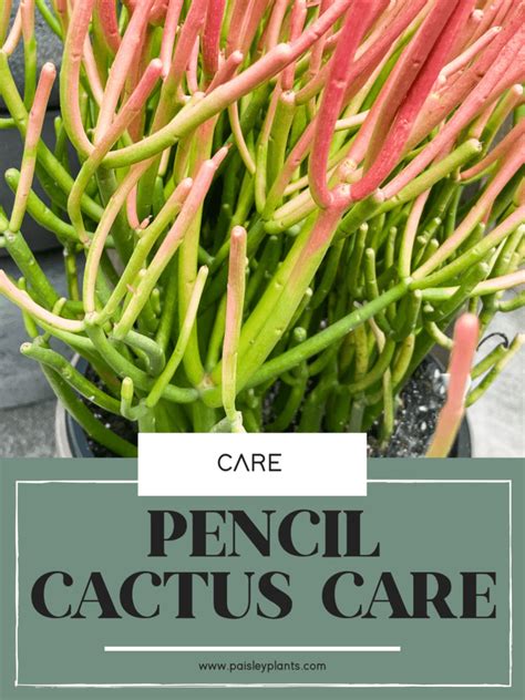 How to Care for a Pencil Cactus - Paisley Plants