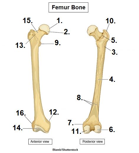 Femur Bone and markings Diagram | Quizlet