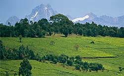 In Kenya’s Mountain Forests, A New Path to Conservation - Yale E360