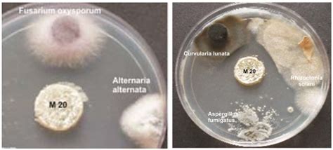 Antifungal activity of soil actinomycetes from the mangrove Avicennia ...