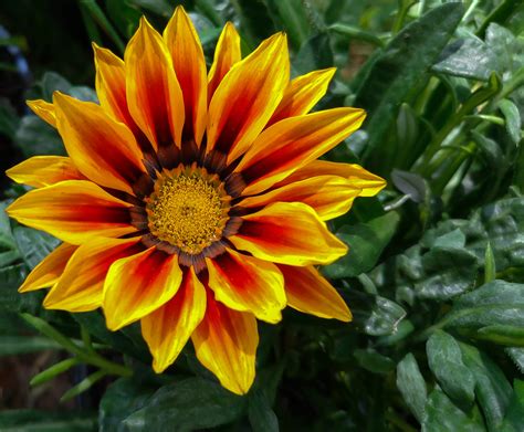 Beautiful Yellow and Red flower. Anyone know the name? [OC] [2048x1689] : r/BotanicalPorn