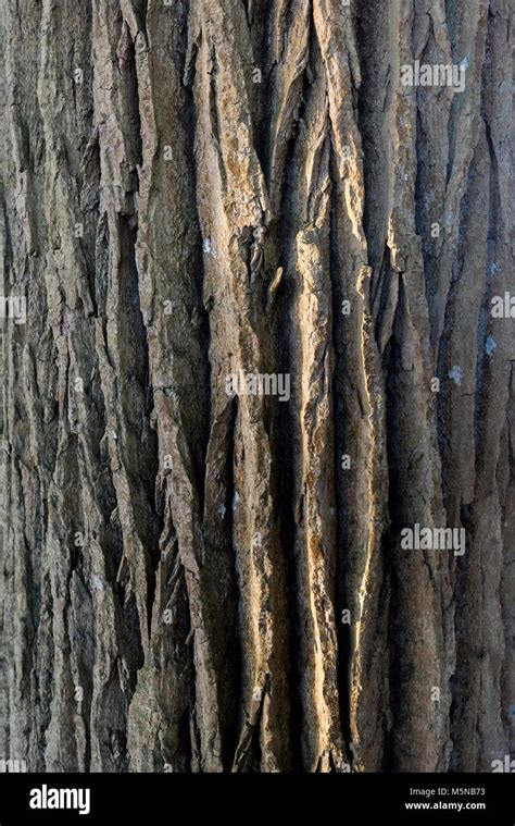 Black cottonwood tree bark hi-res stock photography and images - Alamy