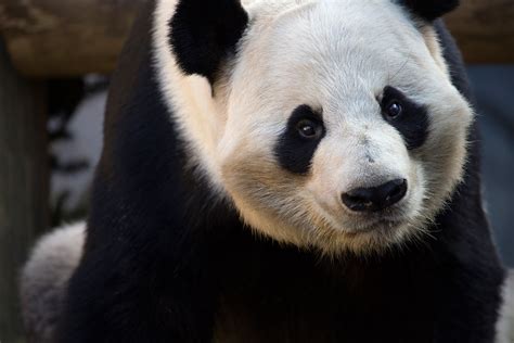 Giant Panda - Zoo Atlanta