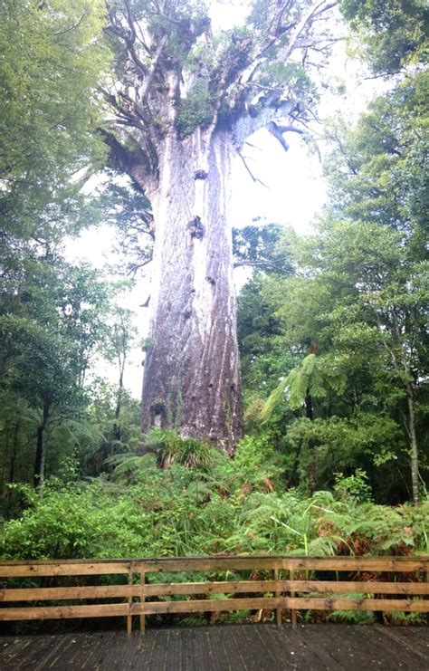 Tane mahuta, lord of the forest in the Waipoua forest, North Island, New Zealand. Went on the ...