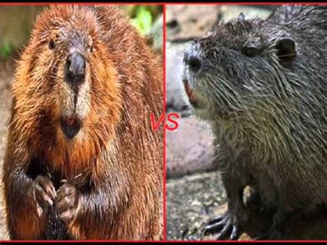 Battle of the Animal Kingdom Beaver vs Nutria - YouTube