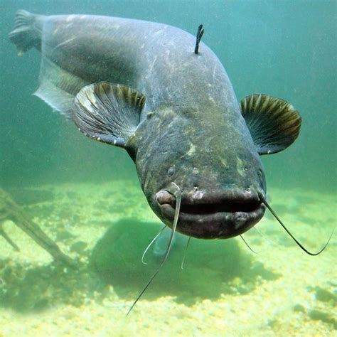 Wels Catfish - Tip of the Mitt Watershed Council | Catfish, Wels ...