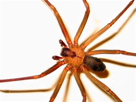 Cómo identificar una araña violinista | SoyActitud