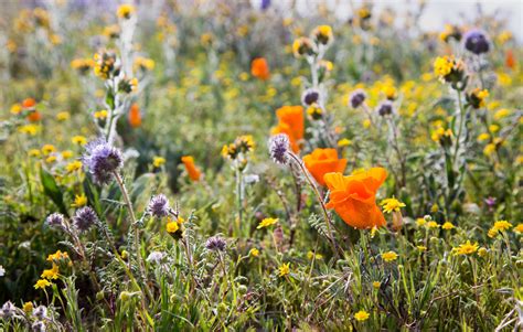 California Wildflowers by zootnik on DeviantArt