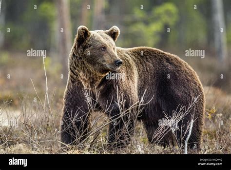 Wild Brown Bear (Ursus arctos) on a swamp in Spring forest. Natural habitat Stock Photo - Alamy