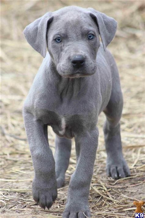 Blue Great Dane Puppy | Blue Great Dane | Pinterest