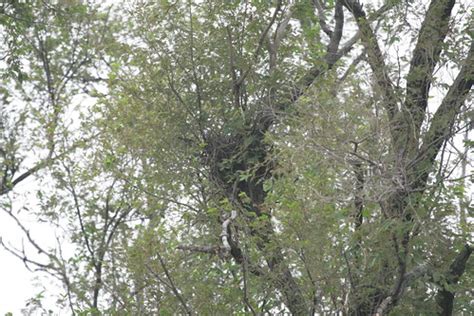 Mississippi Kite Nesting?