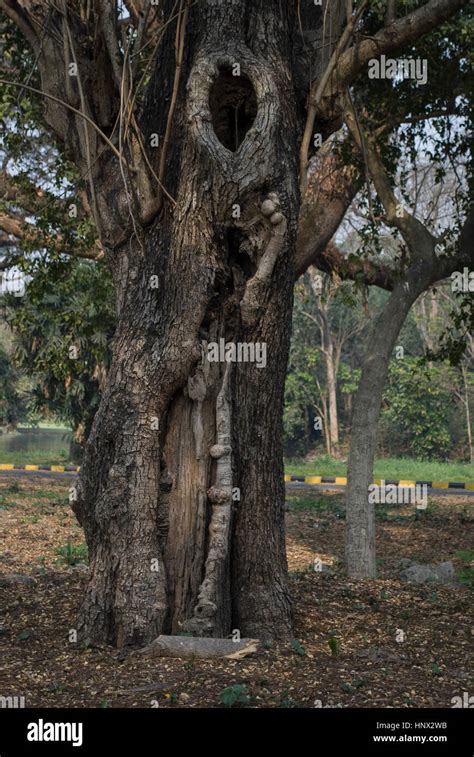 Botanical Garden Kolkata India Stock Photo - Alamy