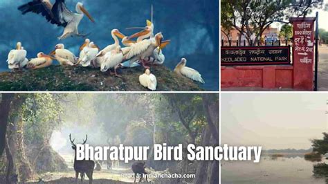 Bharatpur Bird Sanctuary, Rajasthan (Visit In 2024)