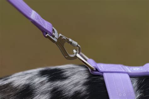 Spark Paws Anti Pulling Y-Harness Set Review