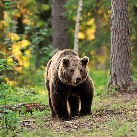 Bear Watching Holidays including Black, Sloth & Grizzly Bears | Wildlife Worldwide