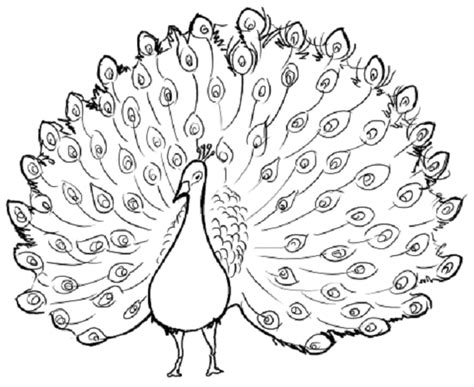 Beautiful peacock coloring pages for girls - Print Color Craft