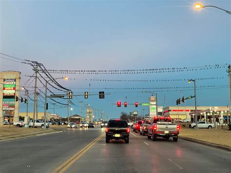 All these birds on the power lines. : r/mildlyinteresting