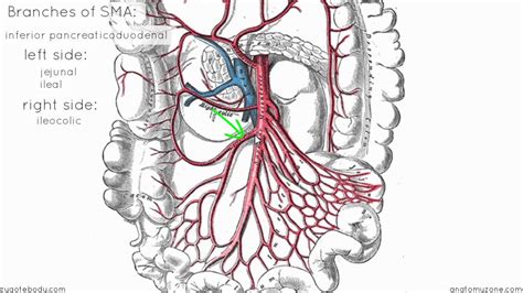 Superior Mesenteric Artery - Anatomy Tutorial - YouTube