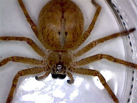 Golden huntsman spider, Olios giganteus - Foothill Sierra Pest Control