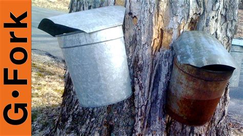 How to Tap Maple Trees with Buckets - GardenFork - YouTube