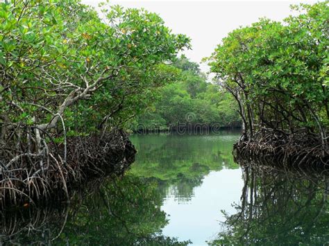 Water Paths Through The Jungle, Panama Stock Image - Image: 23267697