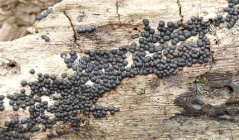 small black slime mold | Ann Arbor, MI. I'm assuming this is… | Flickr