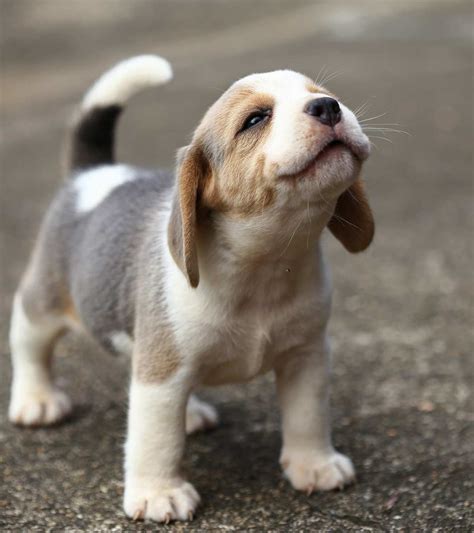 Small Dog Breeds - 15 Of The Most Popular Small Dogs