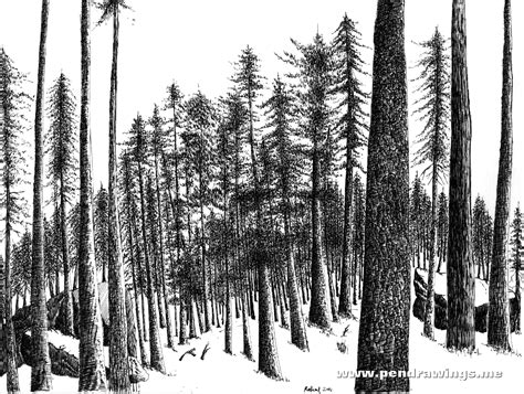 How to Draw Pine Trees with Pen and Ink - Pen and Ink Drawings by Rahul Jain