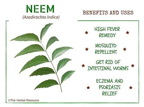 Neem Benefits and Uses as a Medicinal Herb