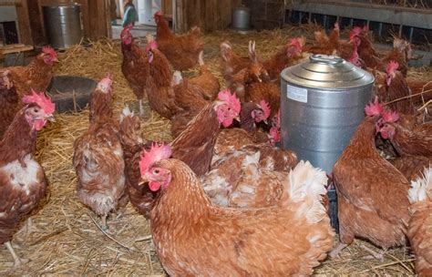 "Free Range" Egg-Laying Hens Get a Rare Second Chance - Farm Sanctuary