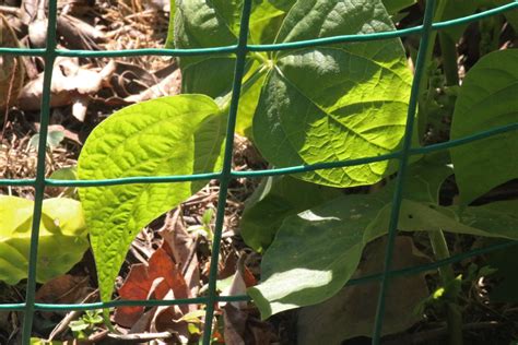 Leaves Of Green Bean Plant Free Stock Photo - Public Domain Pictures