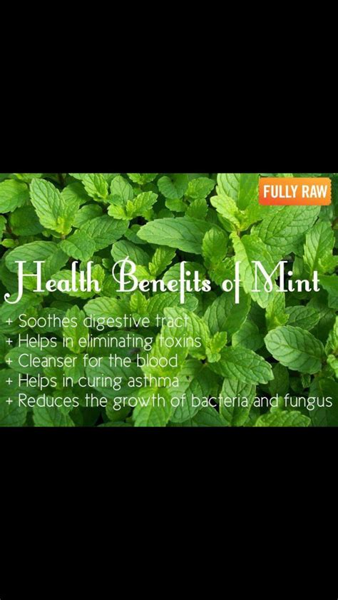 Health benefits of Mint | Herbs, Healing herbs, Health and nutrition