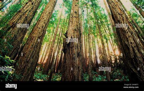 Muir Woods redwood trees Stock Photo - Alamy