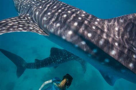 Sizable shark caught off Gulf coast