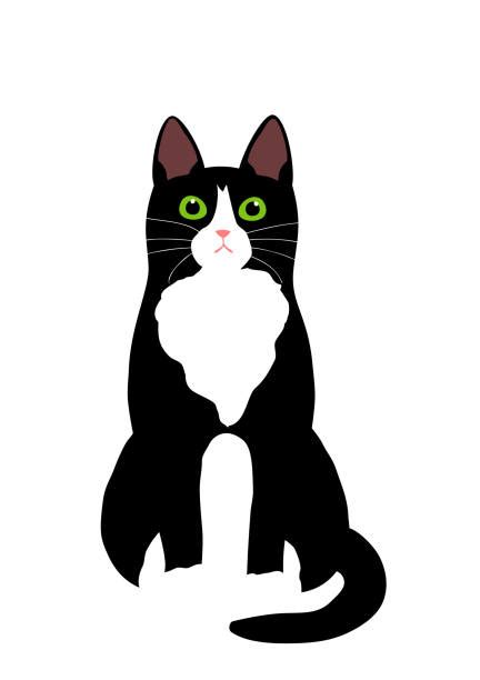 Tuxedo Cats Drawings Illustrations, Royalty-Free Vector Graphics & Clip ...