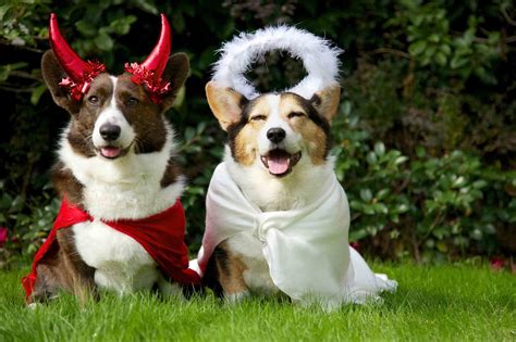 Have A Happy Howl-O-Ween With These Easy Pet Costume Ideas! | OVRS